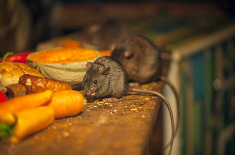 Likwidacja szczurów i myszy